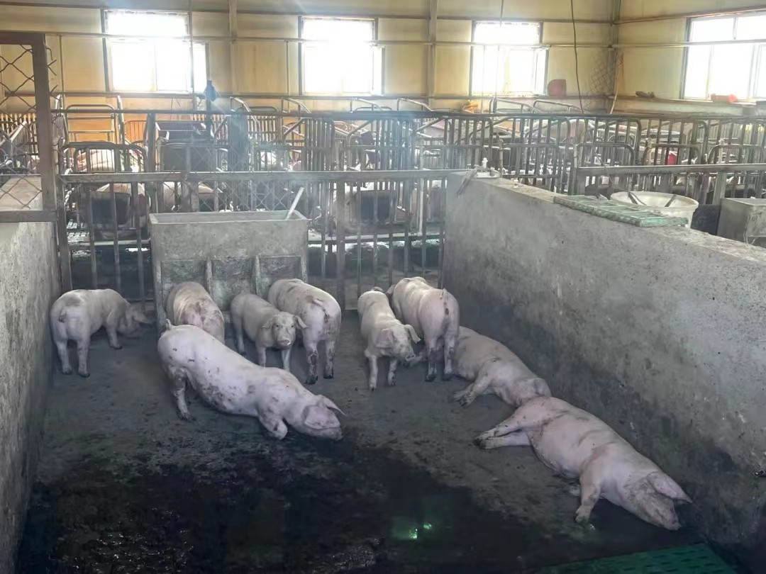 石景山区对口支援莫旗 共铸生猪全产业链新篇章