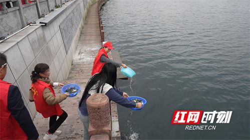 90万尾鱼苗安家永明河，江永县“放鱼养水”与“巡河护渔”齐步走，谱写生态渔业与产业协同新篇章