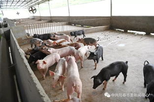 阳春畜牧渔业蓬勃发展，年总产值突破35.7亿元